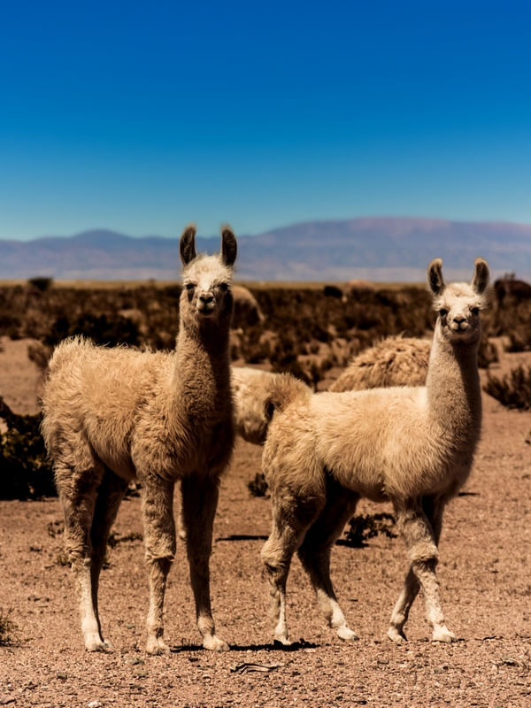 RETRATO LHAMAS NO DESERTO