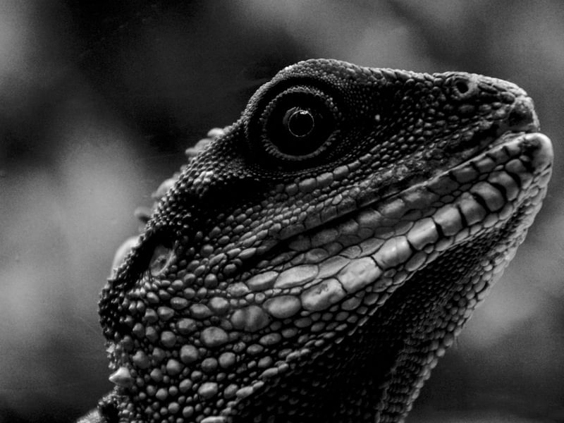 CABEÇA DO LAGARTO