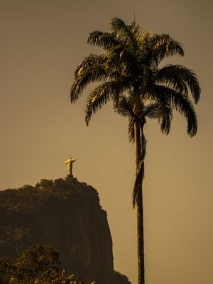 COQUEIRO CORCOVADO