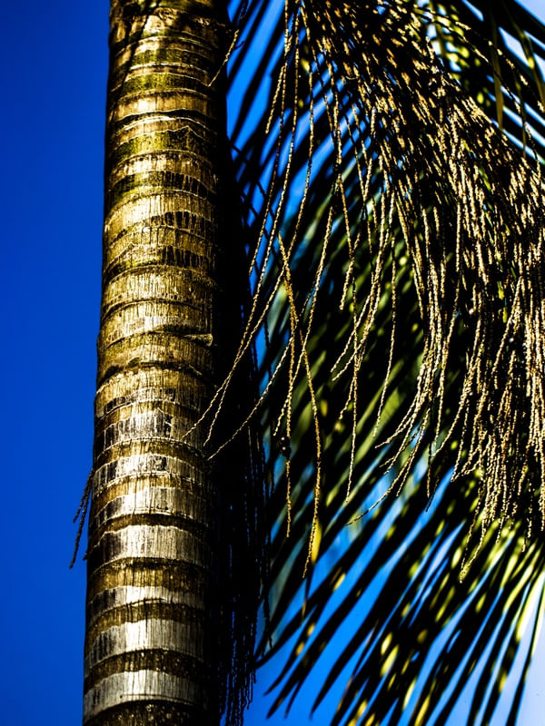 COQUEIRO E FOLHAS