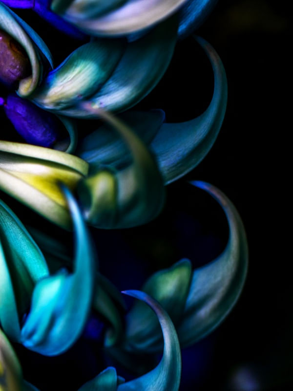 DÍPTICO 2 - TONS DE AZUL NA FLOR