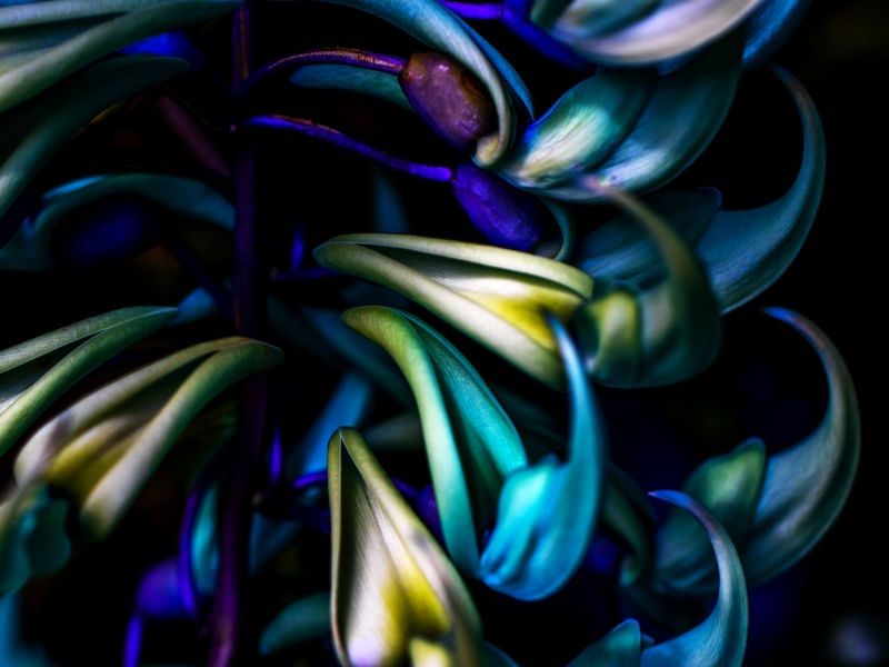 TONS DE AZUL NA FLOR
