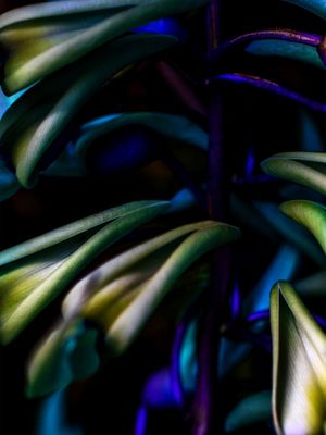 DÍPTICO 1 - TONS DE AZUL NA FLOR