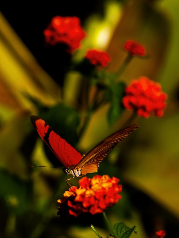 BORBOLETA NA FLOR