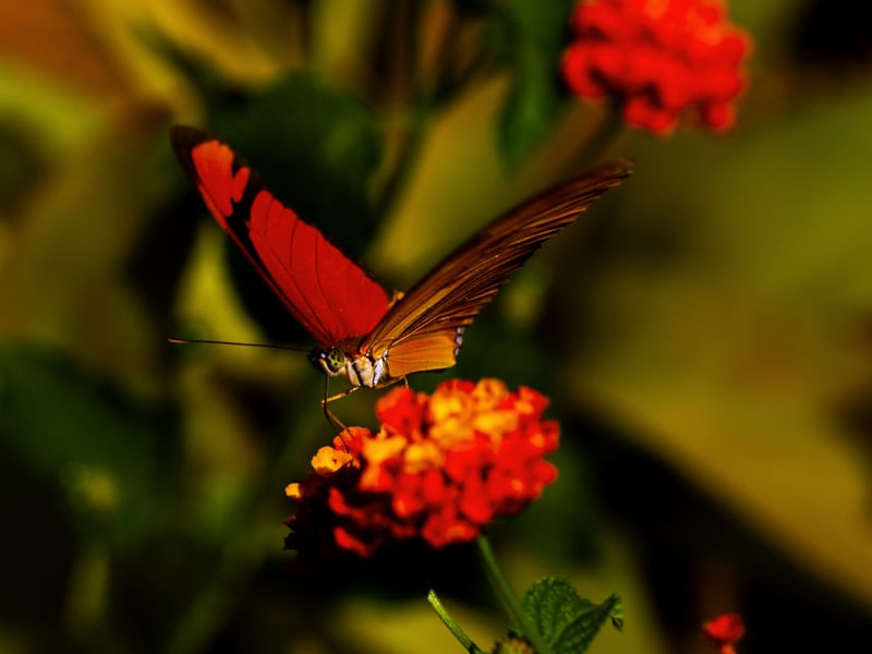 BORBOLETA NA FLOR - PAISAGEM