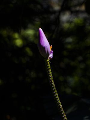 FLOR DA BANANEIRA