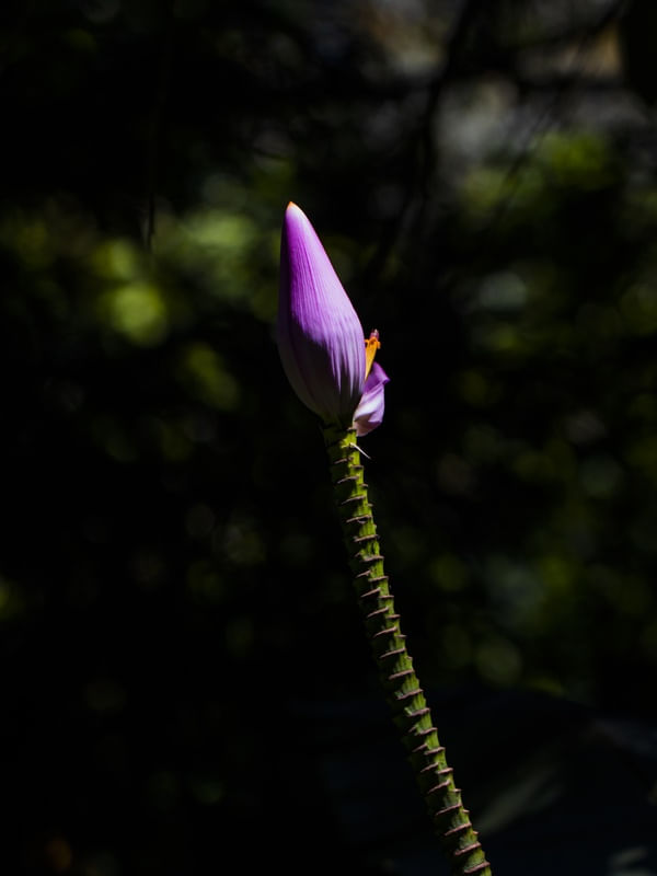FLOR DA BANANEIRA