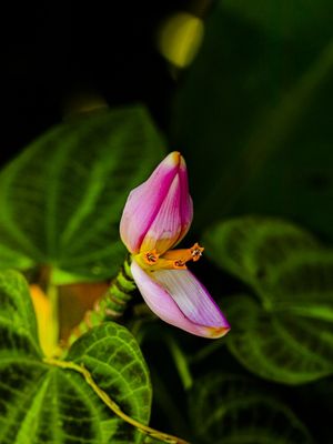 FLOR ABERTA