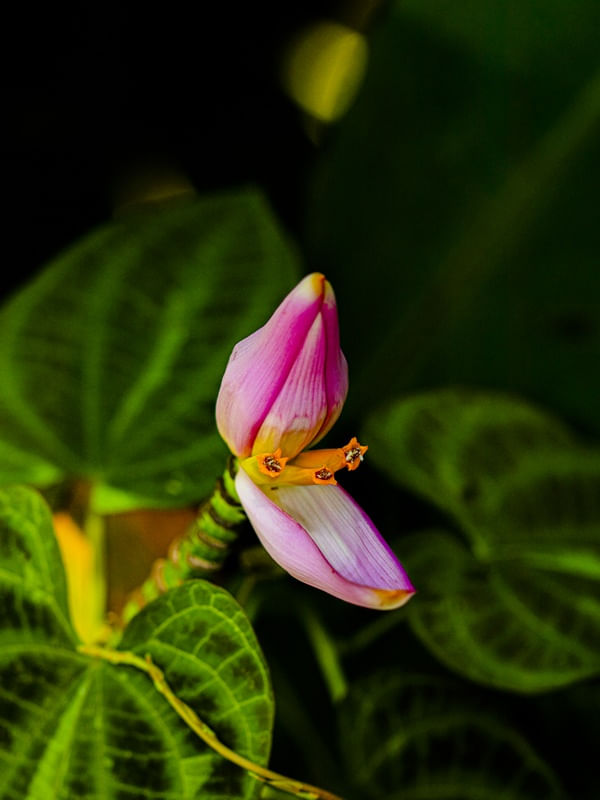 FLOR ABERTA