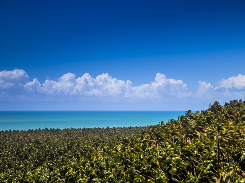 MAR DE COQUEIROS