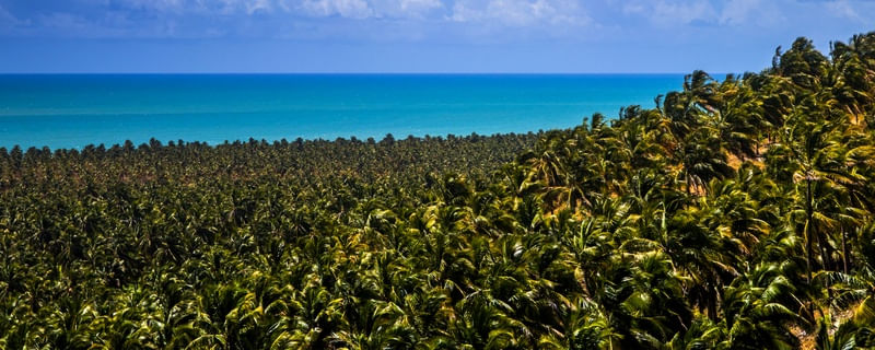 PAN DÍPTICO BAIXO - MAR DE COQUEIROS