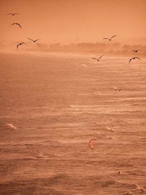 BIRDS AND KITE