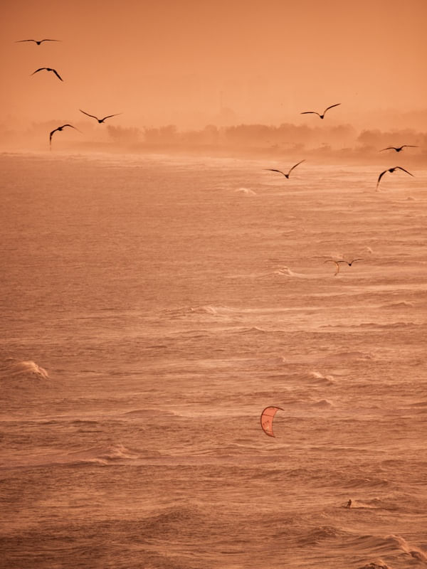 BIRDS AND KITE