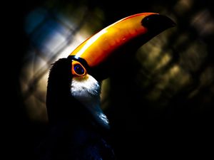 TUCANO FILOSÓFICO