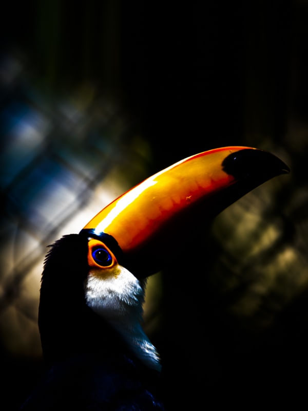 TUCANO FILOSÓFICO VERTICAL