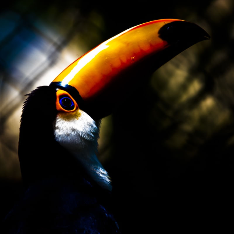 TUCANO FILOSÓFICO QUADRADO