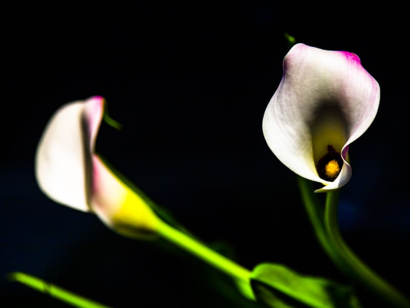 COPA DAS FLORES