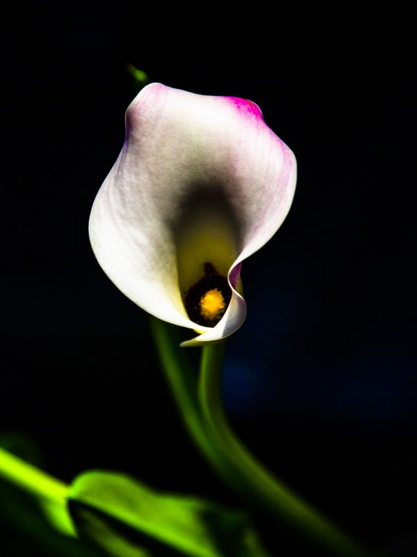 DÍPTICO 2 - COPA DAS FLORES