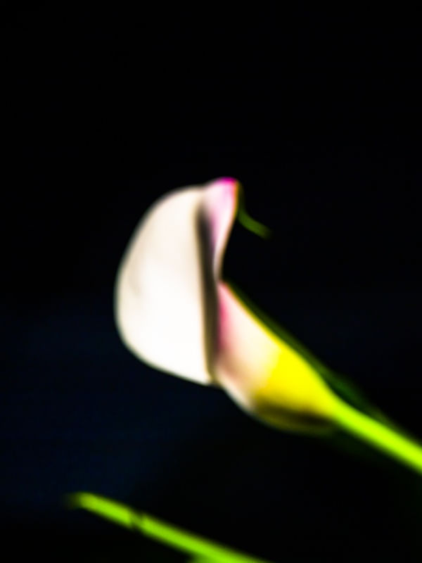 DÍPTICO 1 - COPA DAS FLORES