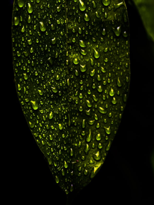 GOTAS NA FOLHA VERDE