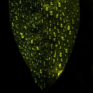 GOTAS NA FOLHA VERDE QUADRADO