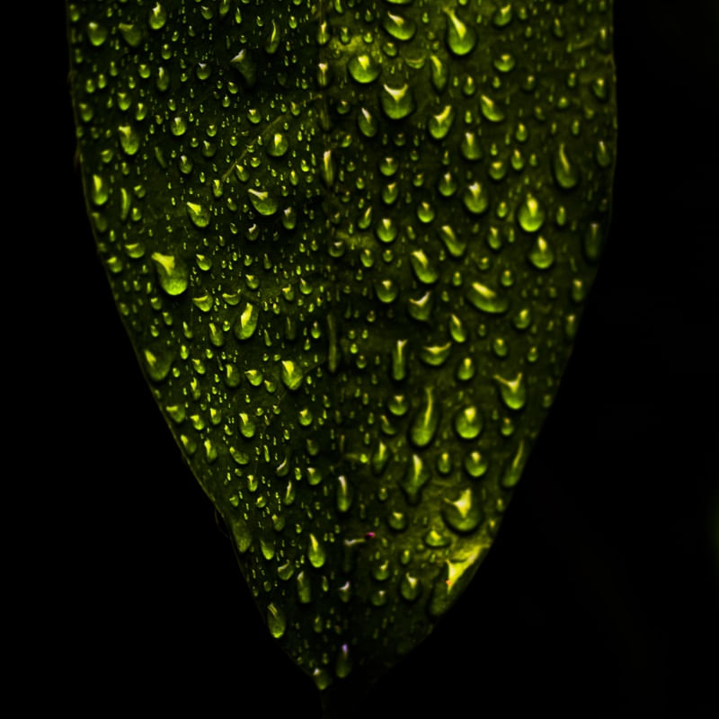 GOTAS NA FOLHA VERDE QUADRADO