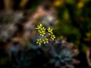 PEQUENAS FLORZINHAS