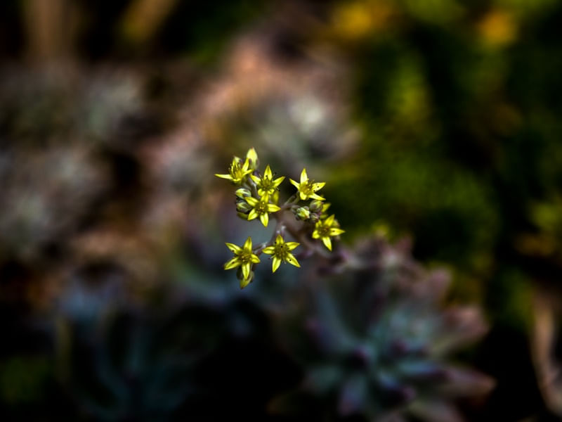 PEQUENAS FLORZINHAS