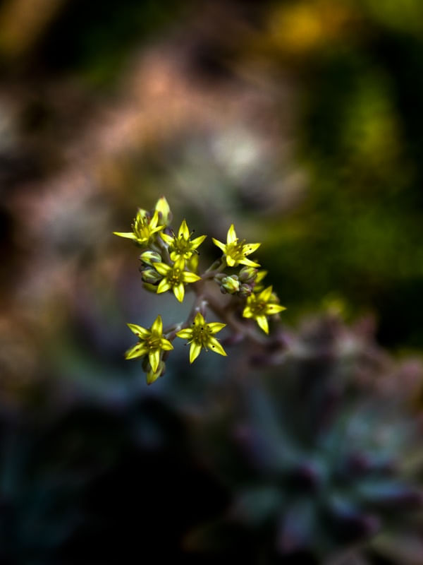 PEQUENAS FLORZINHAS RETRATO