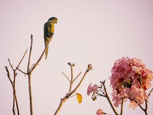 MARITACA E FLORES