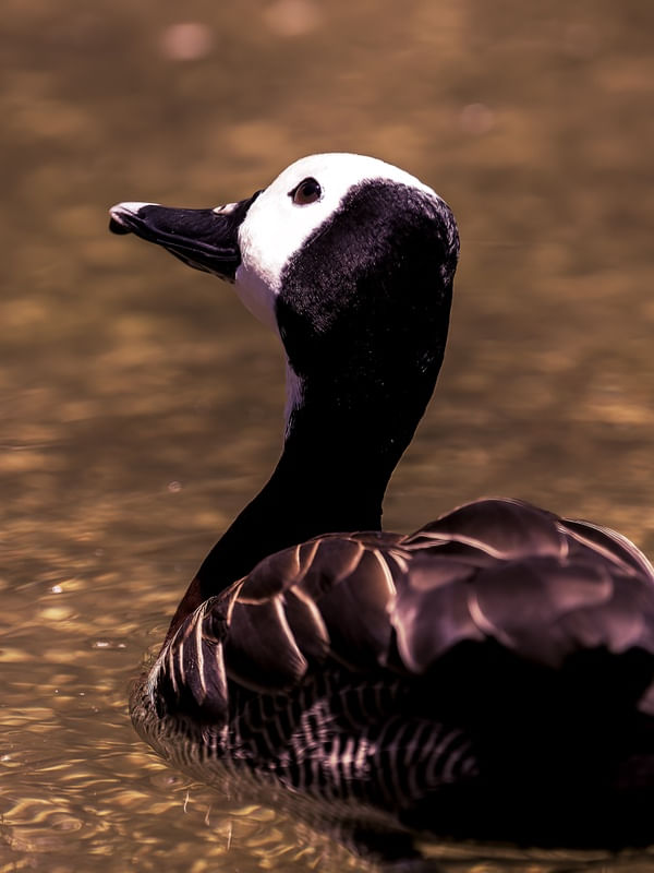 PATO REFLEXIVO