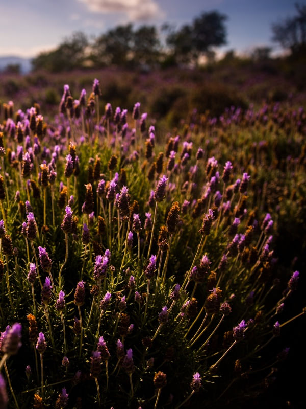 DÍPTICO 2 - LAVANDA