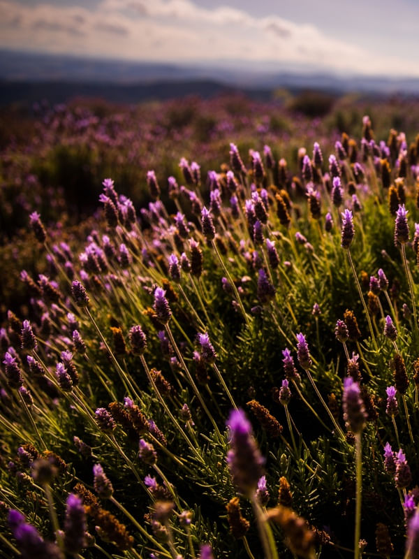 DÍPTICO 1 - LAVANDA