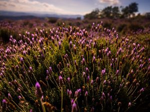 PAISAGEM LAVANDA