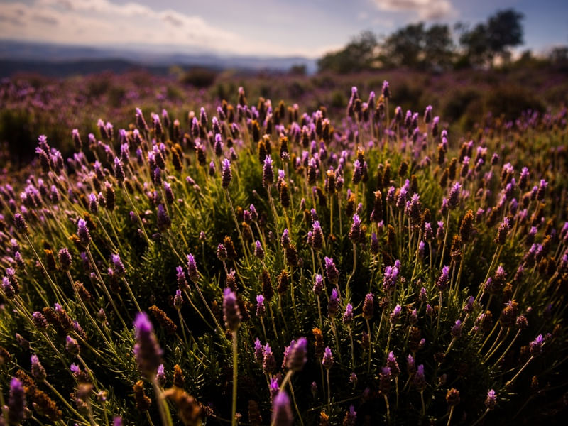 PAISAGEM LAVANDA