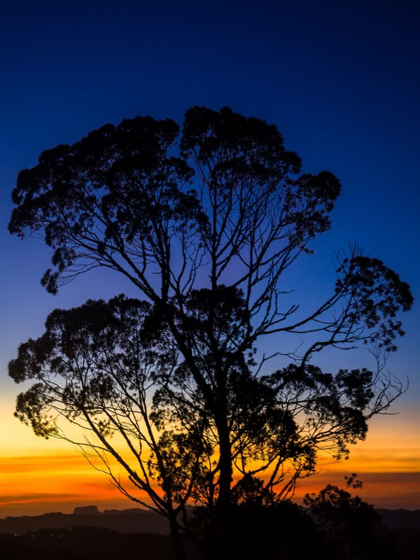 ÁRVORE E O PÔR DO SOL