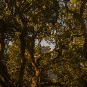 CORCOVADO E ÁRVORES - QUADRADO