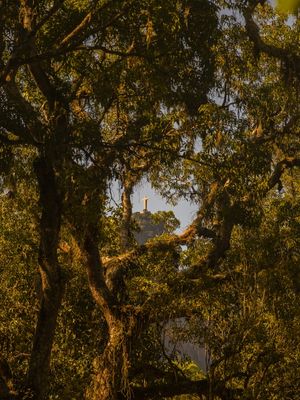 CORCOVADO E ÁRVORES - RETRATO