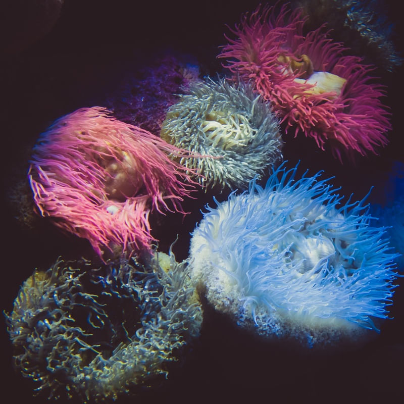 SINFONIA DE CORAIS