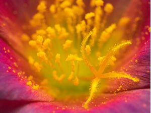 FLOR PORTULACA II