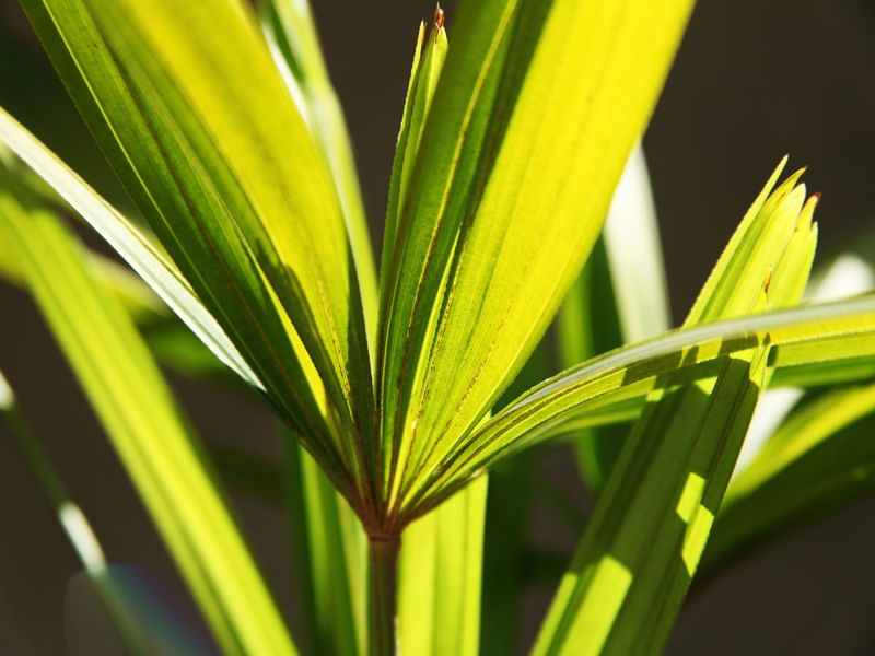 NATUREZA 501B