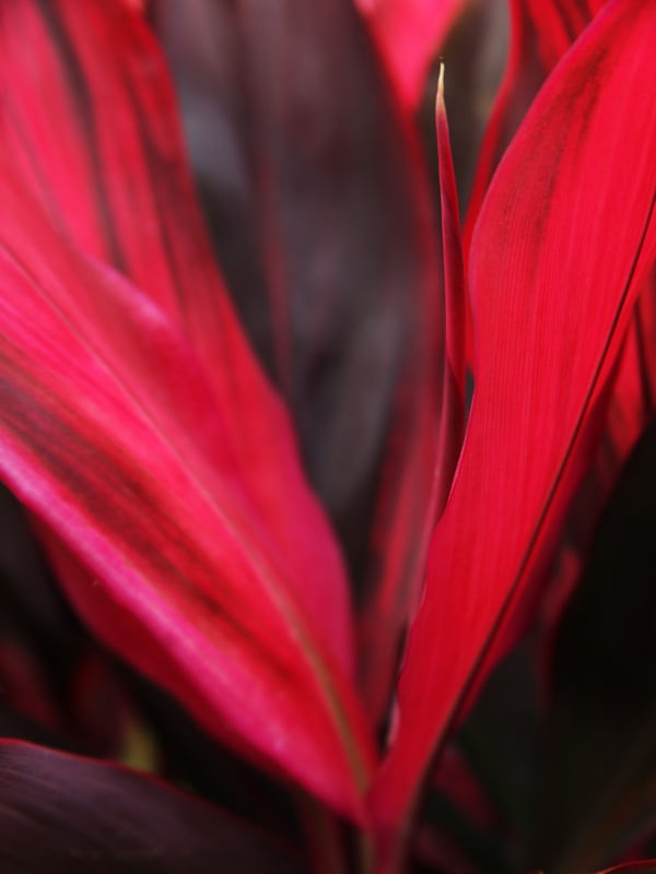 NATUREZA 511B
