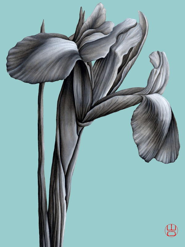 FLOR SHOUBU ÍRIS JAPONESA DELICADA AQUARELA FUNDO AZUL TURQUESA ARTISTA YAMAGUTI