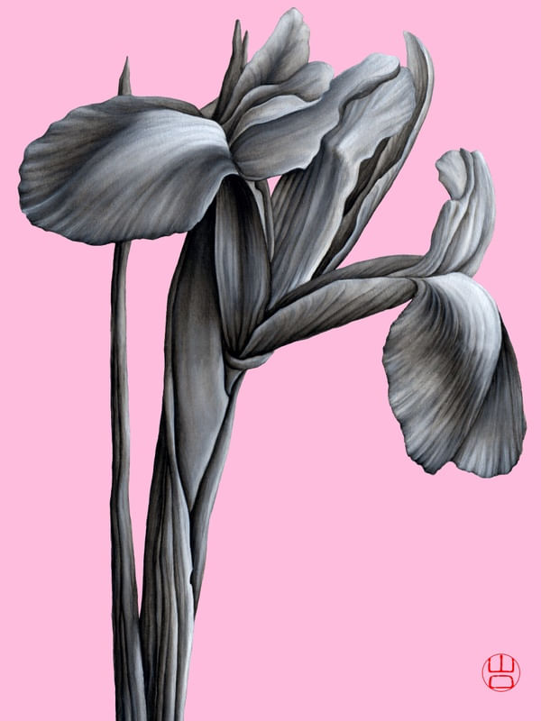 FLOR SHOUBU ÍRIS JAPONESA AQUARELA PRETO E BRANCO FUNDO ROSA ARTISTA YAMAGUTI