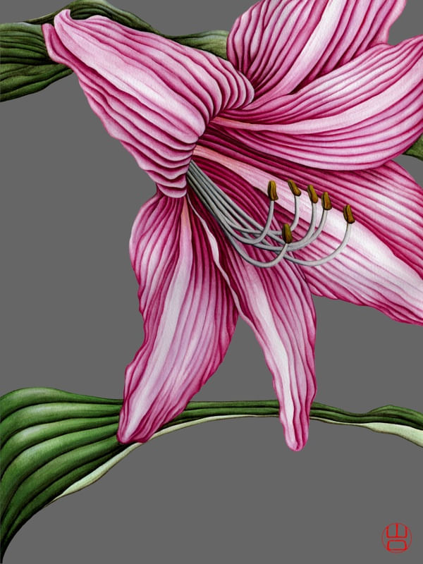 FLOR AMARÍLIS AQUARELA MINIMALISTA FUNDO CINZA