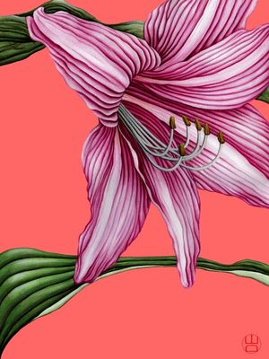 FLOR AMARÍLIS DELICADA AQUARELA MINIMALISTA EM FUNDO ROSA TROPICAL