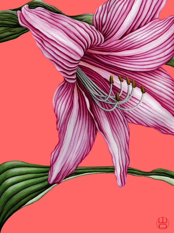 FLOR AMARÍLIS DELICADA AQUARELA MINIMALISTA EM FUNDO ROSA TROPICAL