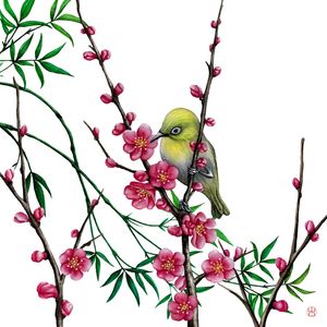 PÁSSARO JAPONÊS EM FLOR DE CEREJEIRA SAKURA EM AQUARELA