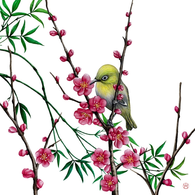 PÁSSARO JAPONÊS EM FLOR DE CEREJEIRA SAKURA EM AQUARELA