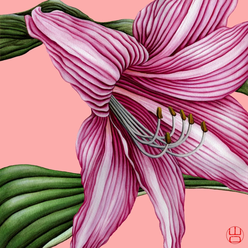FLOR AMARÍLIS EM AQUARELA FUNDO ROSA PÊSSEGO